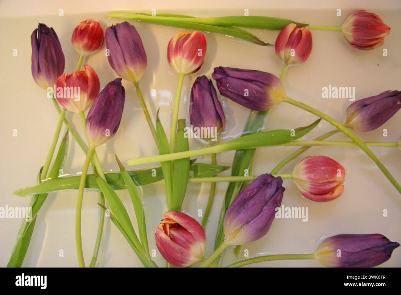 Tulipsstill fleurs couleurs eaux vivent encore plusieurs tulipes arrangement Banque D'Images