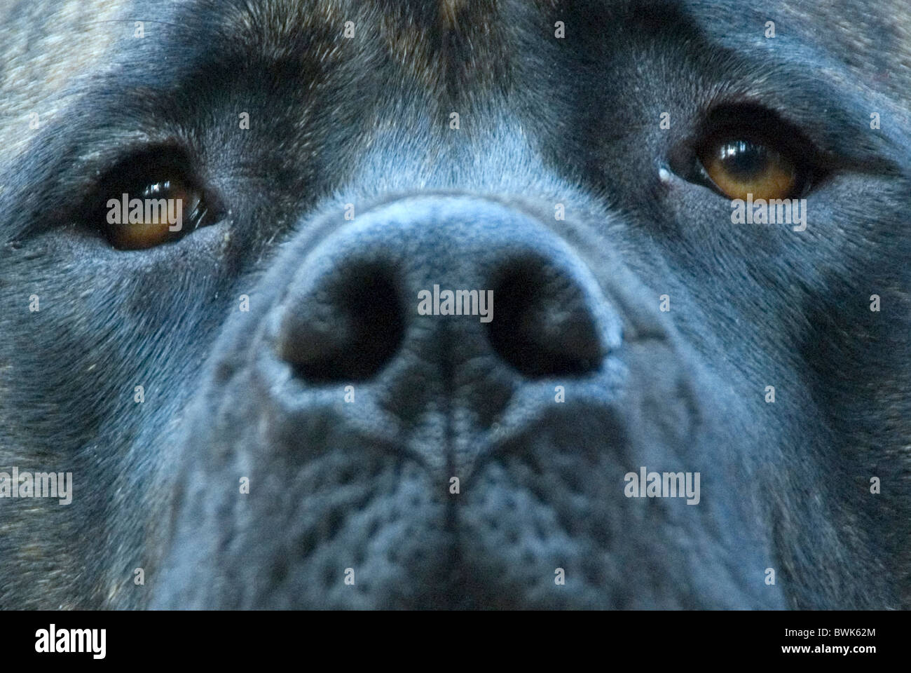 Portrait de chien maison chien de mastiff race britannique visage yeux nez animal Banque D'Images