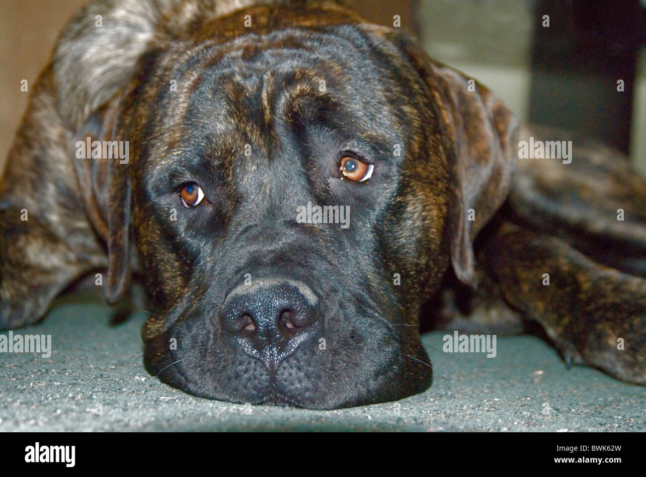Portrait de chien chien de Mastiff house animal race britannique Banque D'Images