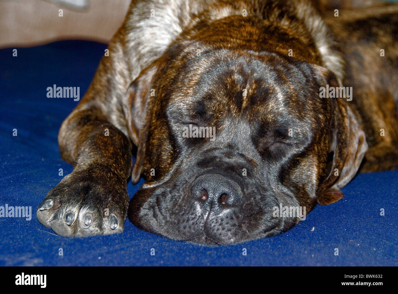 Portrait de chien maison chien de mastiff race britannique animal dormir Banque D'Images