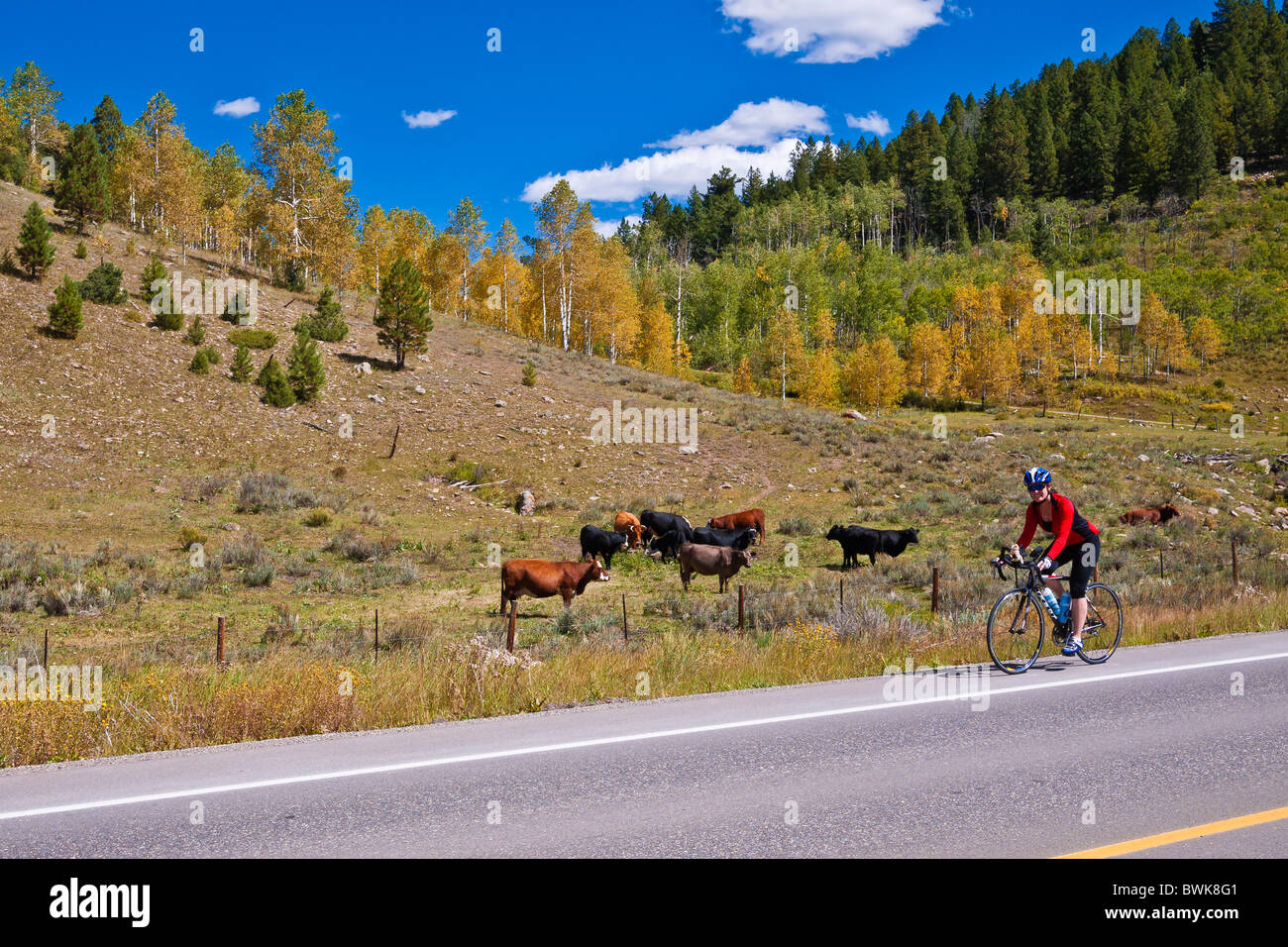 Cycliste sur le San Juan Skyway (Autoroute 62), Uncompahgre National Forest, Colorado Banque D'Images