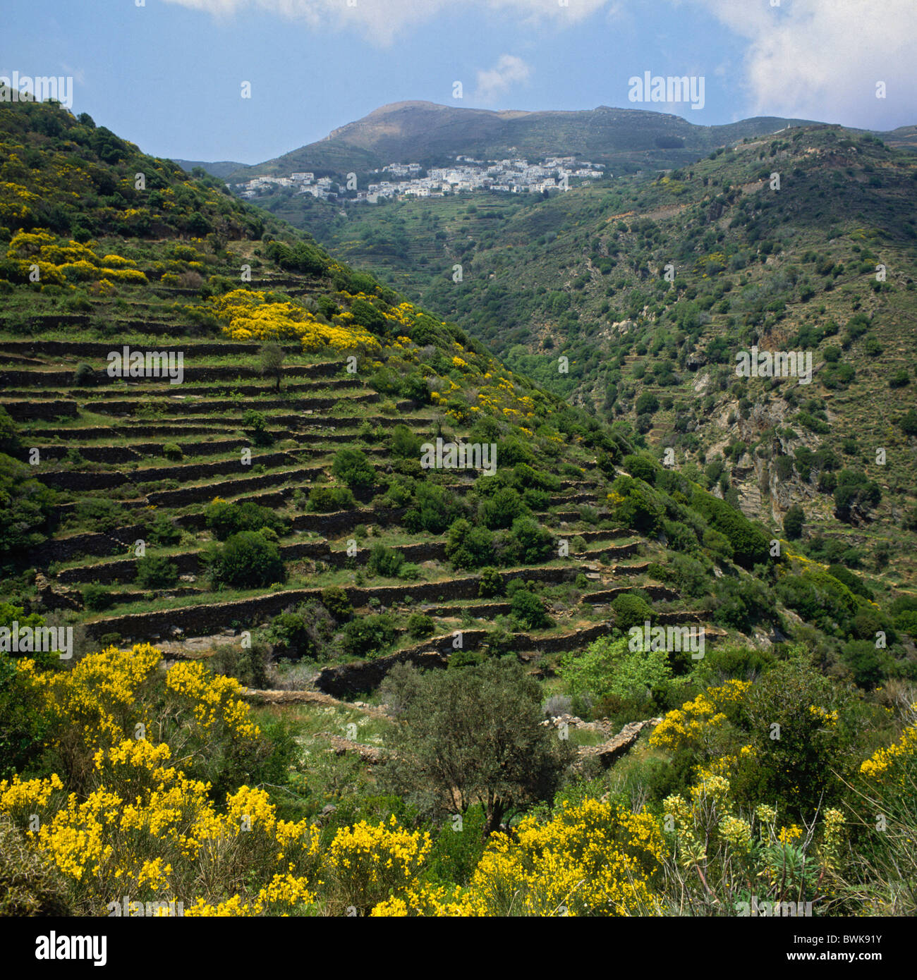 Paysage montagnes paysage Cyclades terrasses fleurs arbustes épanouissement Koronida Naxos Grèce Europe Banque D'Images