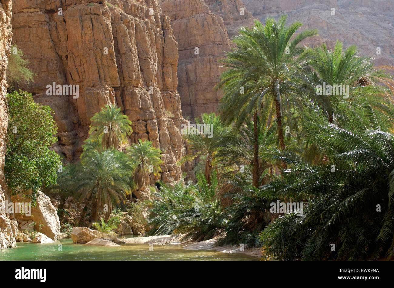 Gulch palms du débit des cours d'eau Ruisseau paysage paysage désert oasis roches falaises cliffs mountain vues Banque D'Images