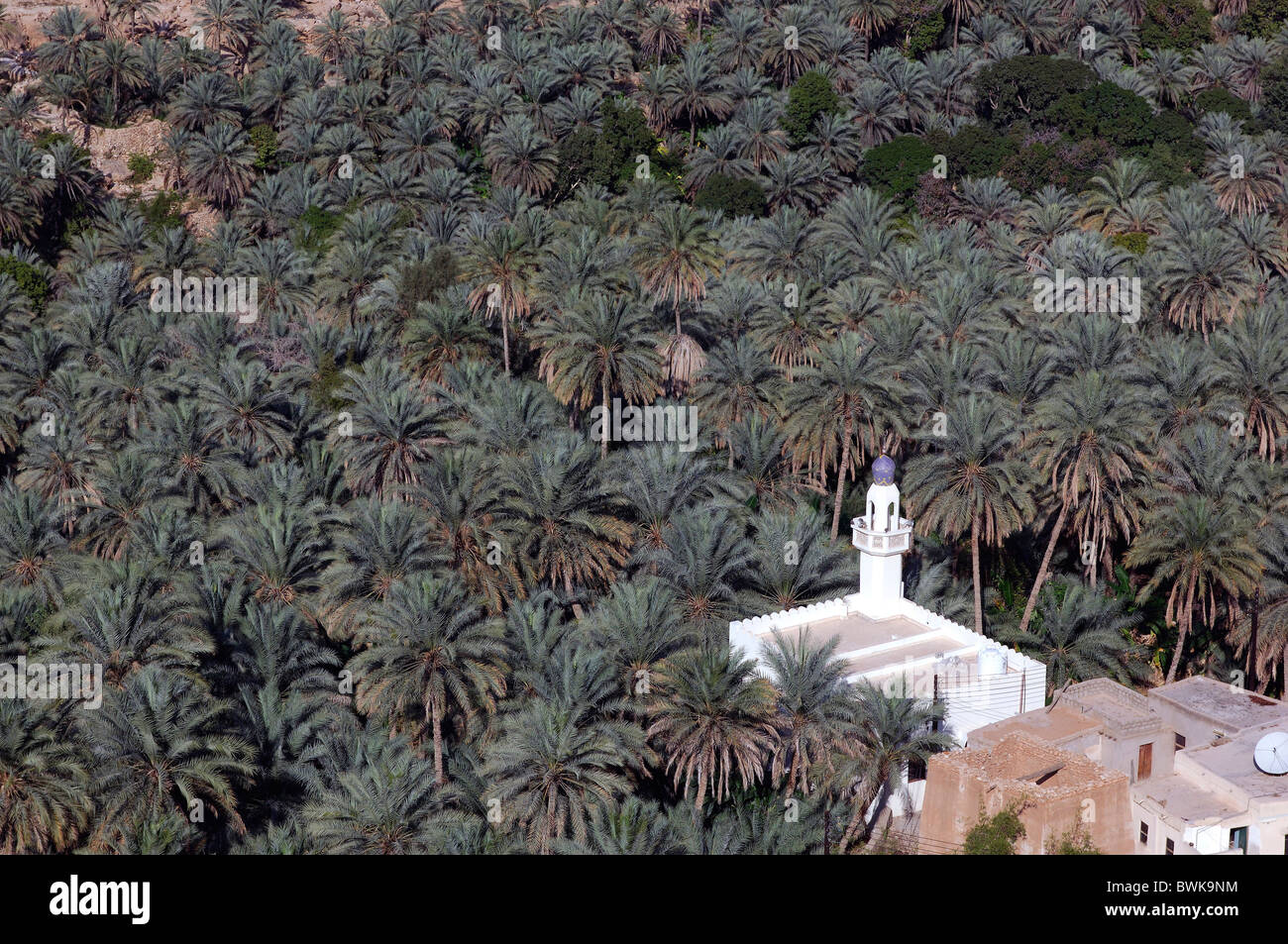 Sommaire Règlement mosquée gulch palms bois de palmier du débit des cours d'eau Ruisseau paysage désert oasis land Banque D'Images