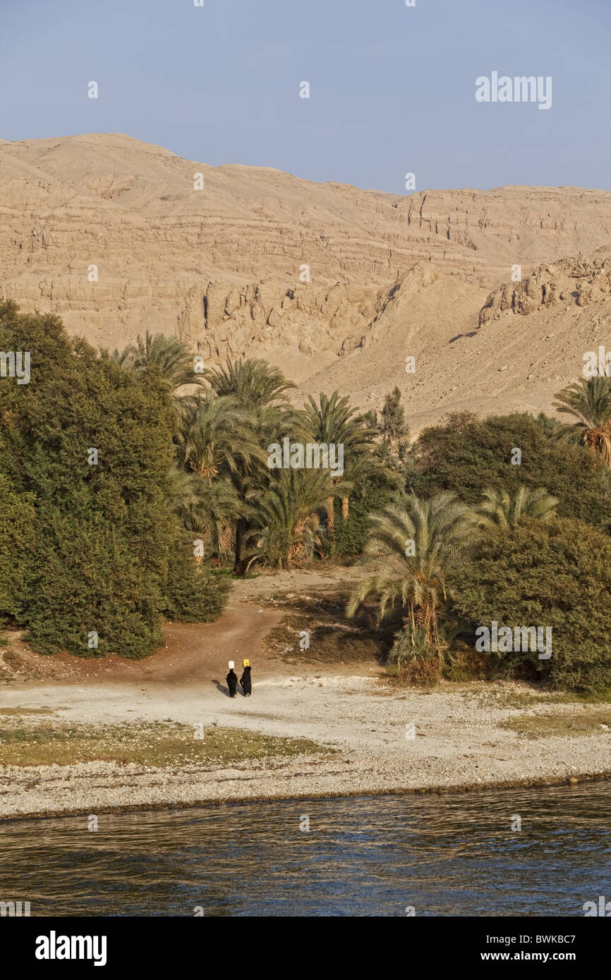 Des palmiers sur les rives du Nil, l'Egypte, l'Afrique Banque D'Images