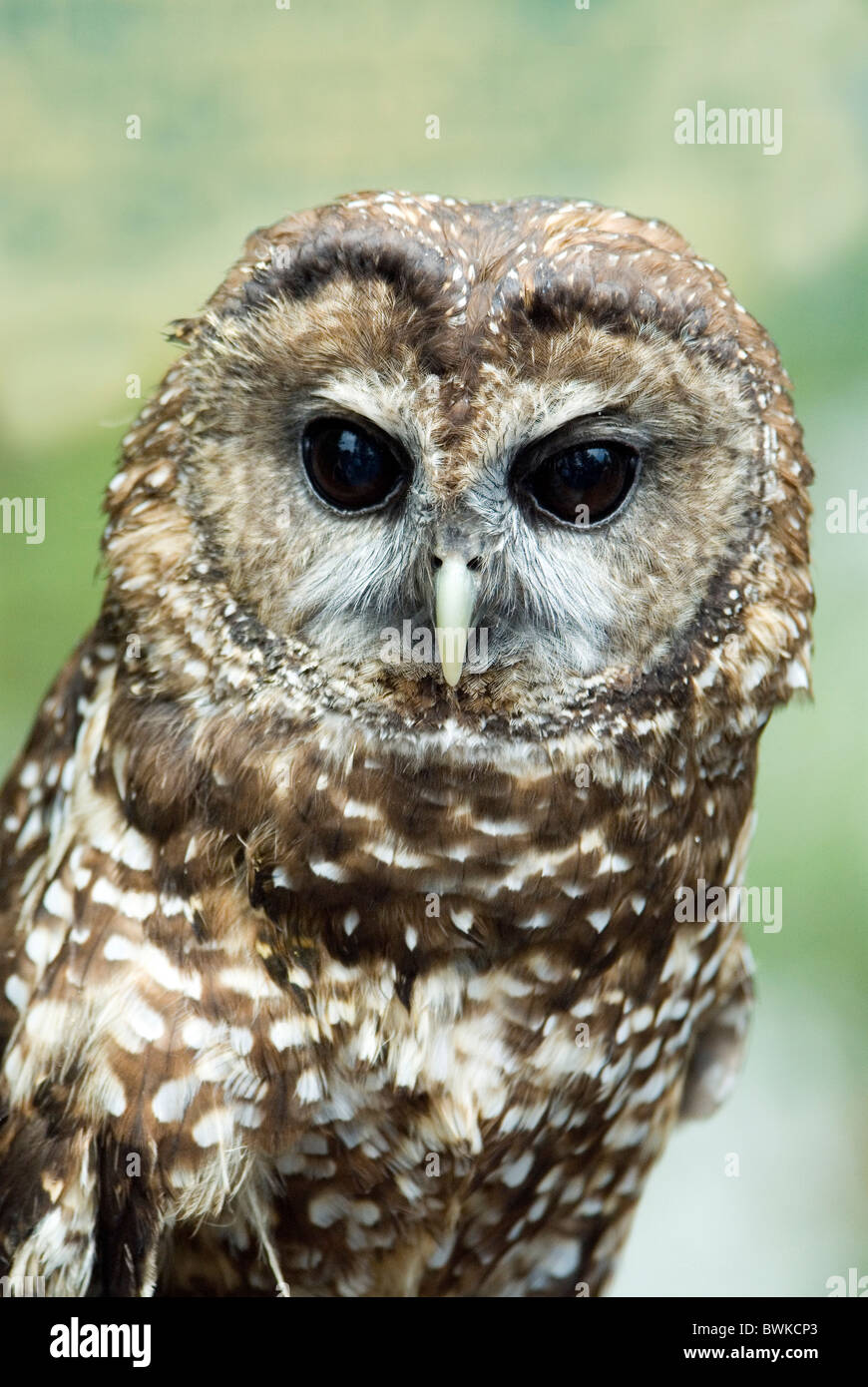 Fleckenkauz owl Owl Strix occidentalis portrait Banque D'Images