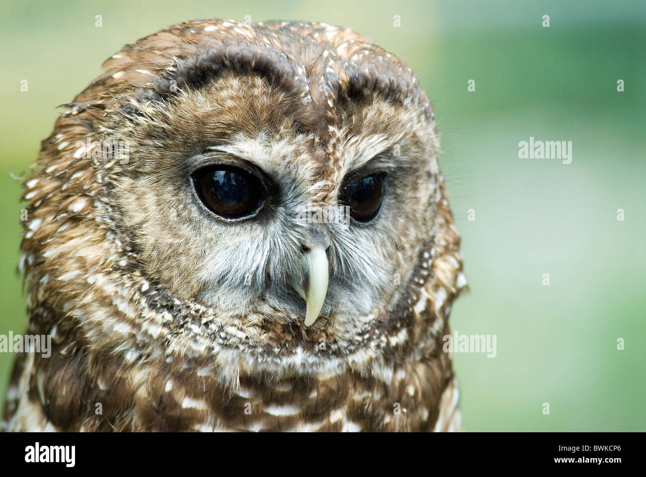 Fleckenkauz owl Owl Strix occidentalis portrait Banque D'Images