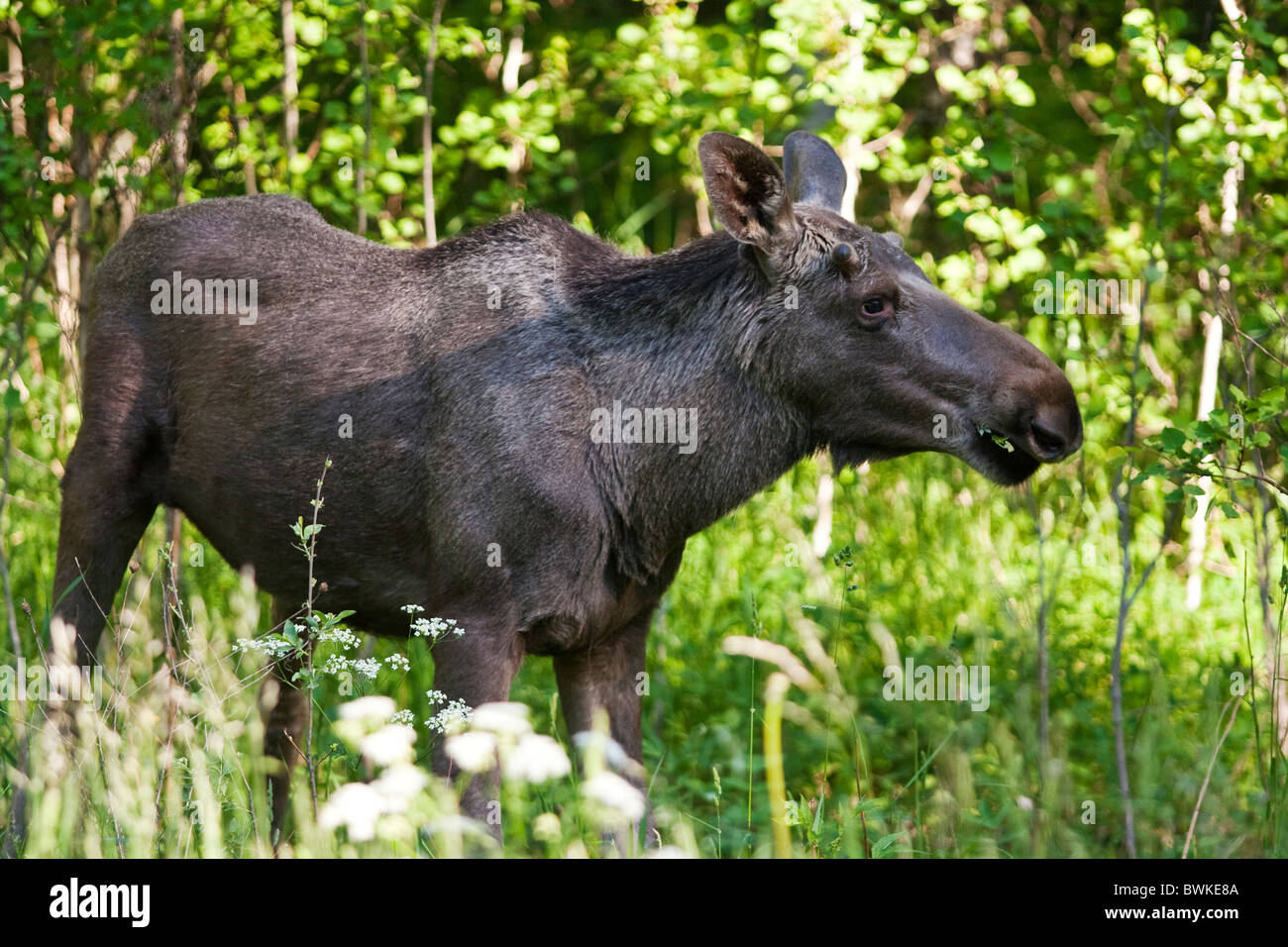 L'orignal mange de l'herbe à la lisière de la forêt.Nashulta.Suède Banque D'Images