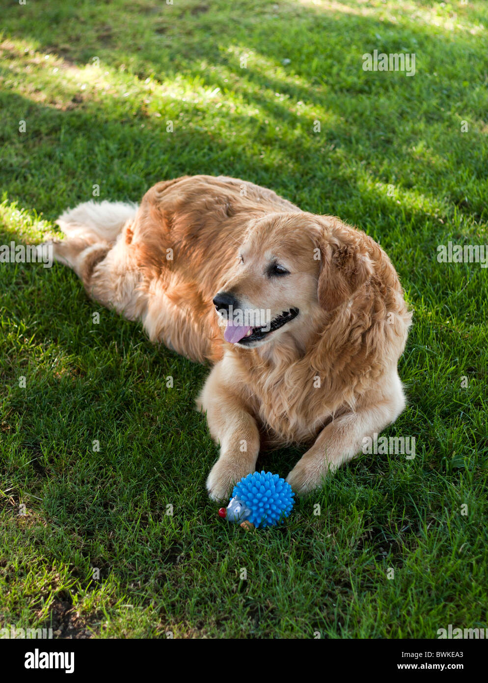 Golden retriever couché dans l'herbe avec son jouet. Banque D'Images