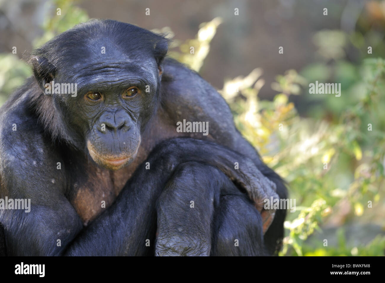 - Bonobo - chimpanzé pygmée chimpanzé nain (pan paniscus) Portrait d'une femme Banque D'Images