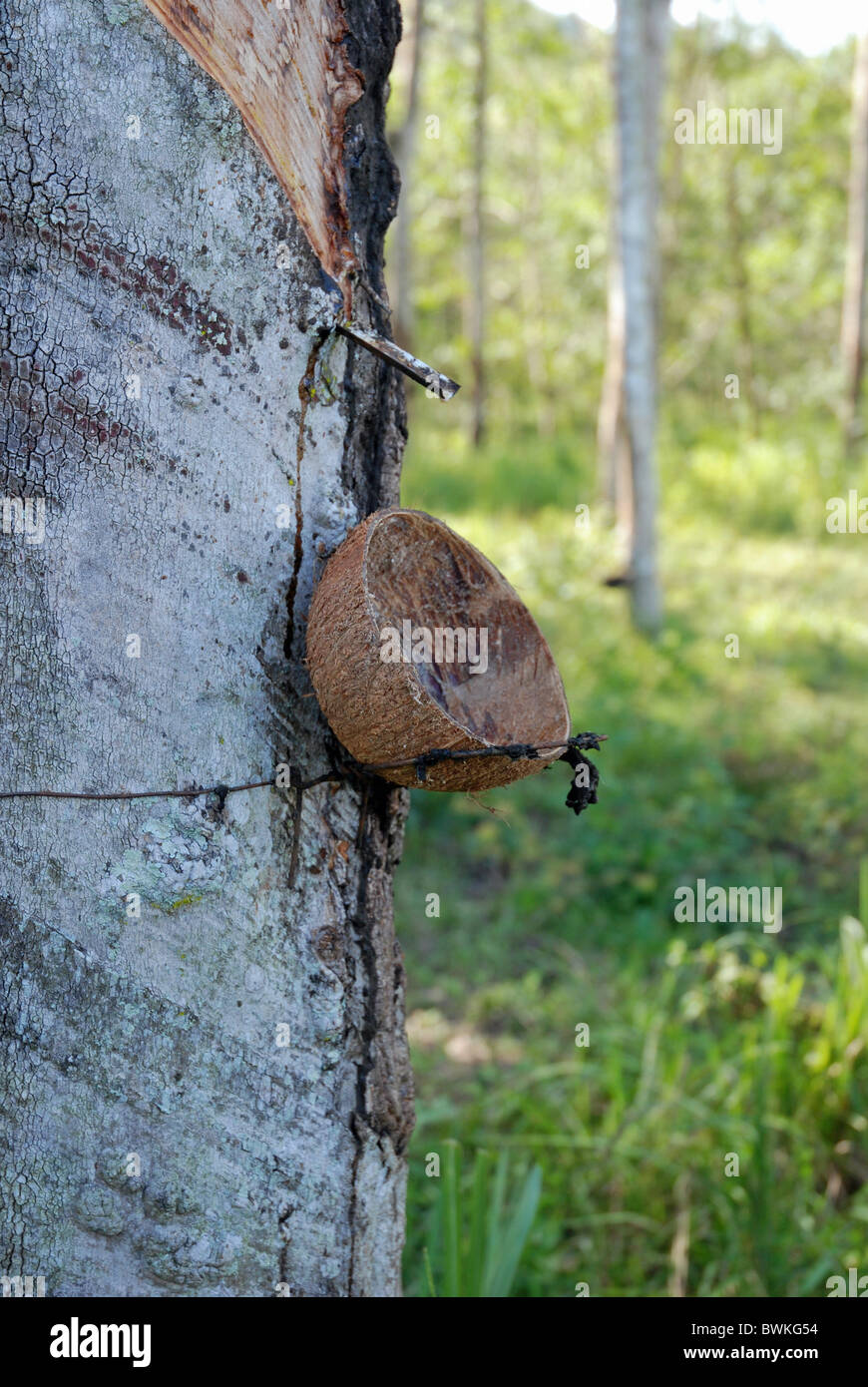 La Thaïlande Asie Inde La production d'arbres de caoutchouc rubber plantation d'arbres d'extraction de l'Asie de l'agriculture Banque D'Images