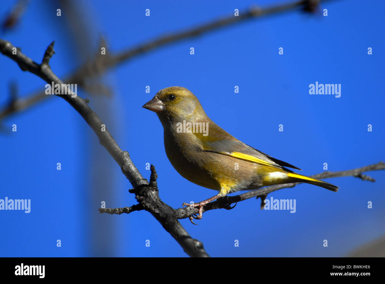 Green Finch, Carduelis chloris Banque D'Images