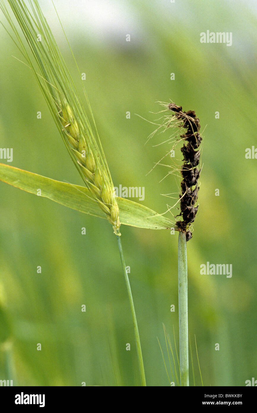 L'orge (Hordeum distichon). Deux oreilles, l'un avec l'orge des champignons (Ustilago nuda). Banque D'Images