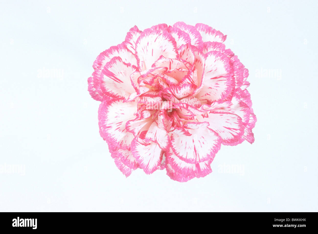 Oeillet dianthus caryophyllus Banque de photographies et d’images à ...