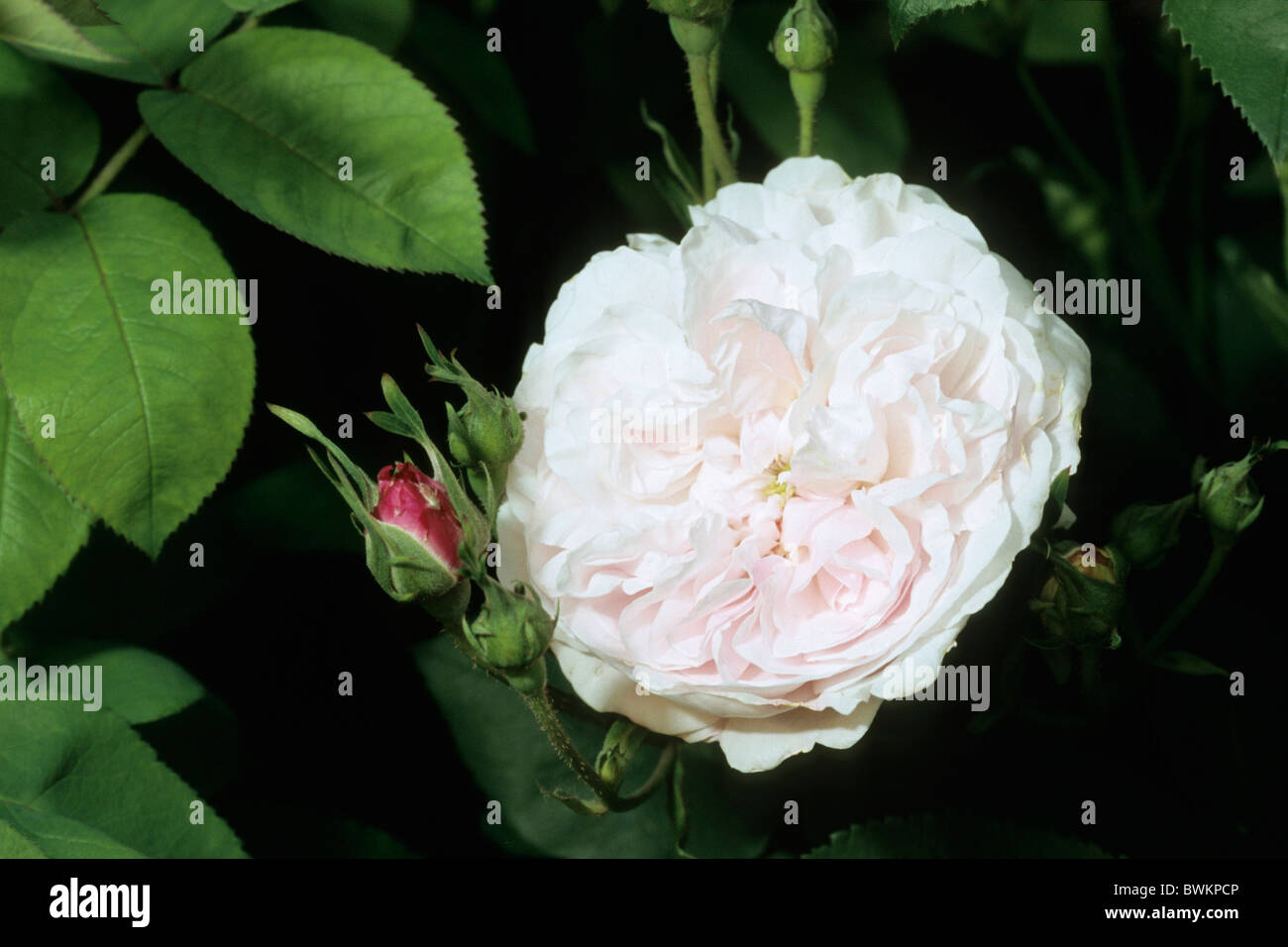 Le chou Rose, Provence Rose (Rosa Centifolia x), variété : Fantin Latour, fleur. Banque D'Images