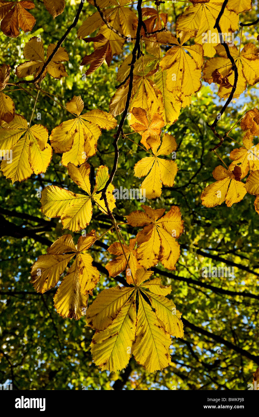 Gros plan de branches de feuilles de châtaignier de cheval (aesculus hippocastanum) En automne Angleterre Royaume-Uni Royaume-Uni Grande-Bretagne Banque D'Images