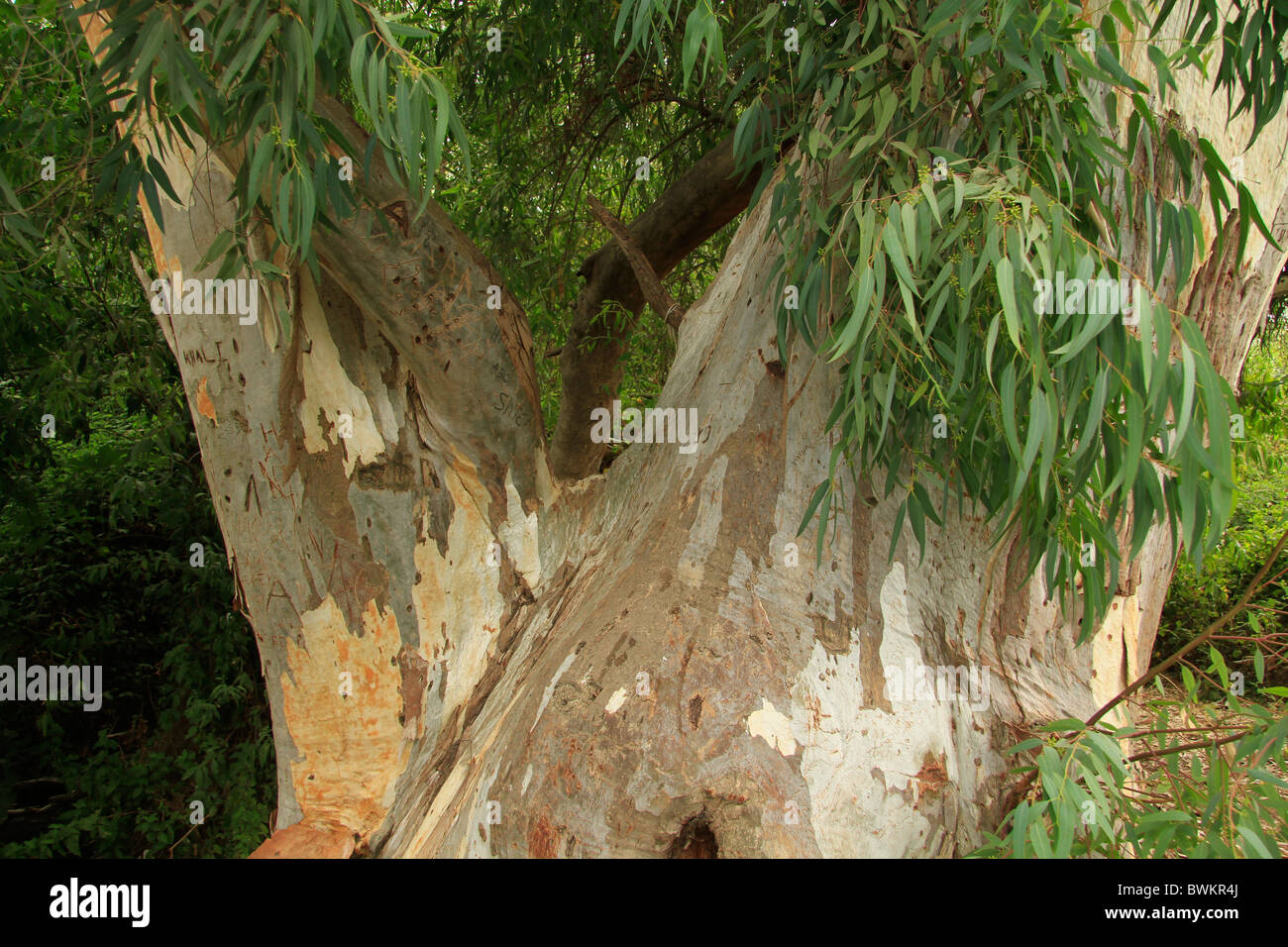 Israël, Menashe Heights, Eucalyptus dans Nahal Shelef Banque D'Images