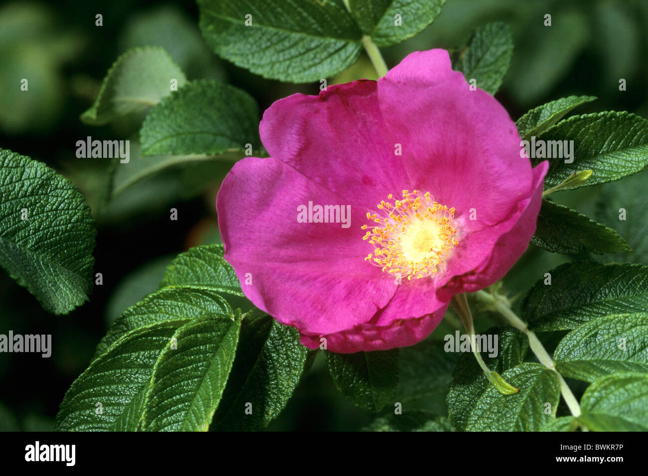 Le Rose (Rosa tomentosa), la floraison. Banque D'Images