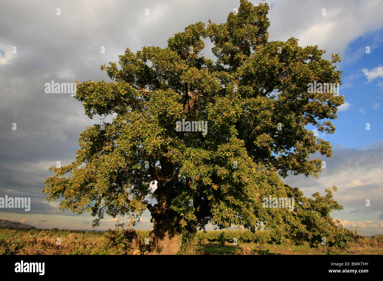 Iarael, région de Sharon, le Mont Thabor (Quercus ithaburensis) tree in Taybe Banque D'Images