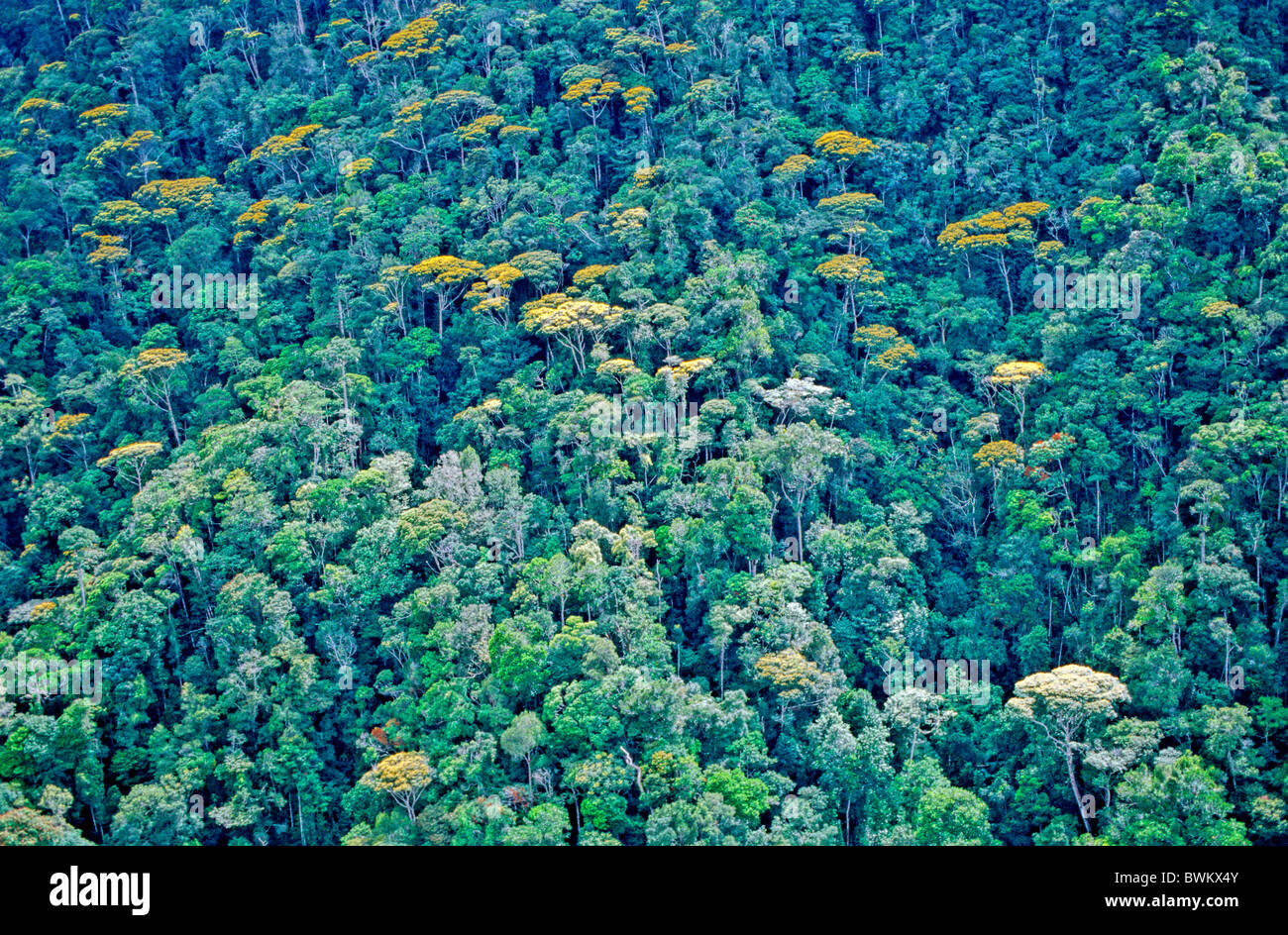 Venezuela Amérique du Sud Parc national Canaima Forêt Tropical Rainforest Guayana Amérique du Sud Photo aérienne Banque D'Images