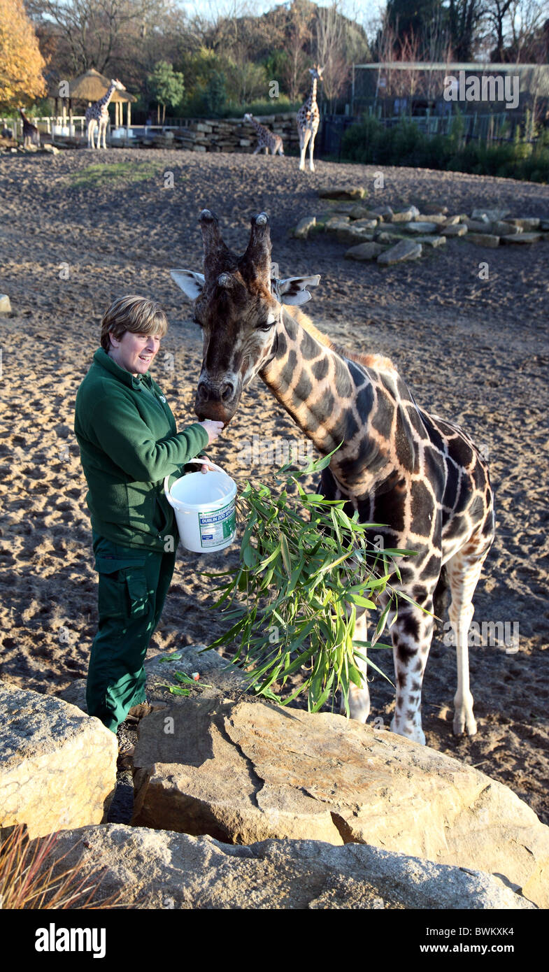 Keeper Helen Clarke et Robin, Alpha-mâle girafe, le Zoo de Dublin, Irlande Banque D'Images