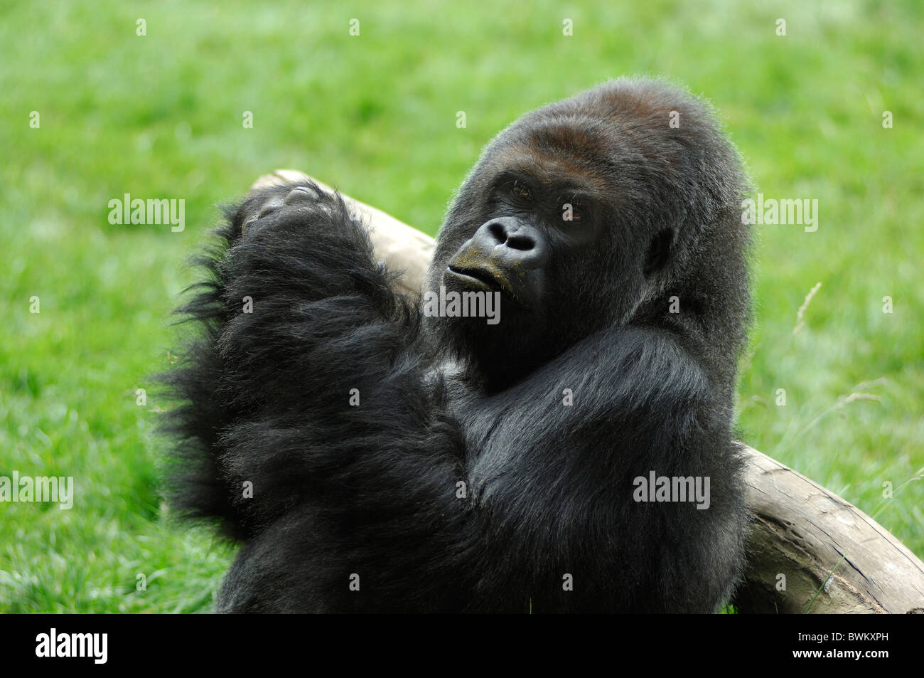 UK London London Zoo Gorille Regent Park Grande-bretagne Europe Angleterre portrait Banque D'Images