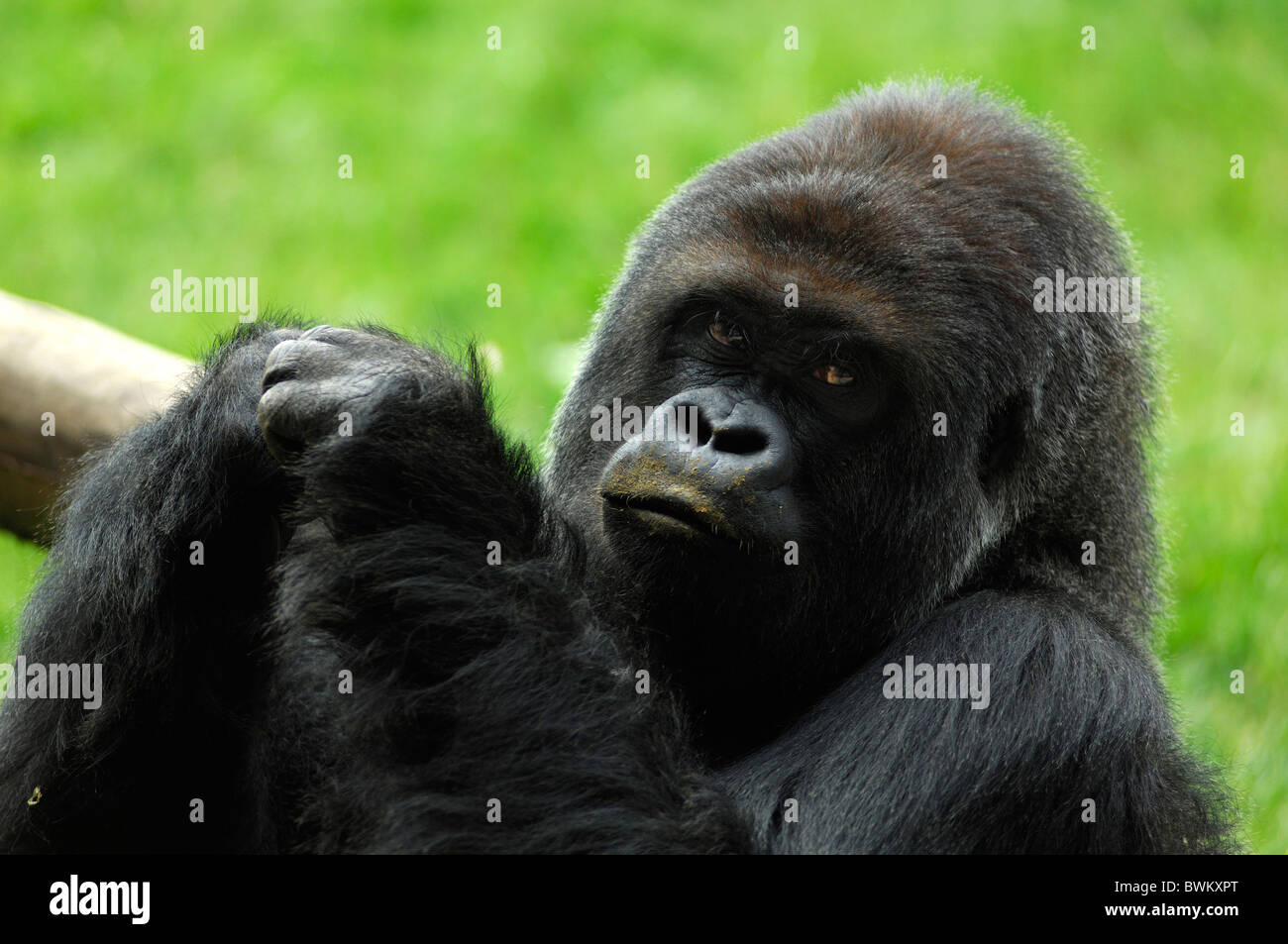 UK London London Zoo Gorille Regent Park Grande-bretagne Europe Angleterre portrait Banque D'Images
