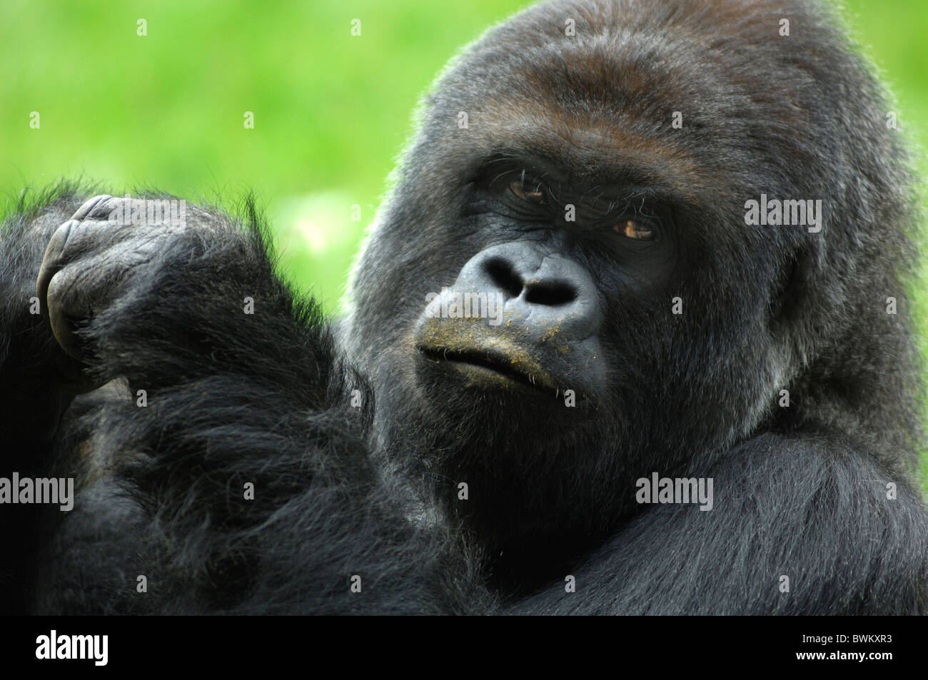 UK London London Zoo Gorille Regent Park Grande-bretagne Europe Angleterre portrait Banque D'Images