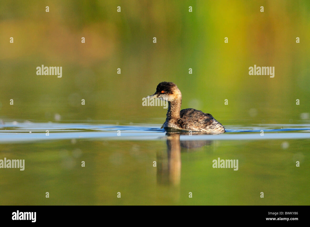 Grèbe à cou noir (Podiceps nigricollis) dans le lac Banque D'Images