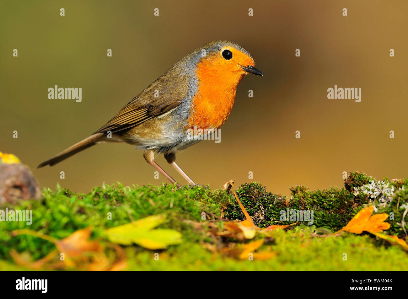 Robin (erithacus rubecula aux abords) Banque D'Images