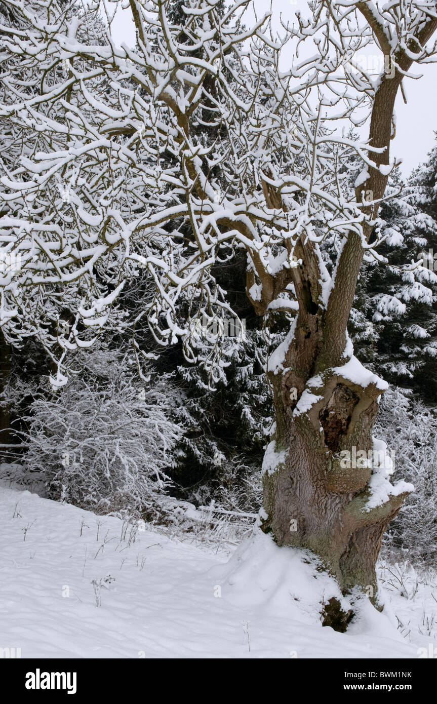 Arbres d'hiver après une importante chute de neige, Wiltshire, Royaume-Uni Banque D'Images