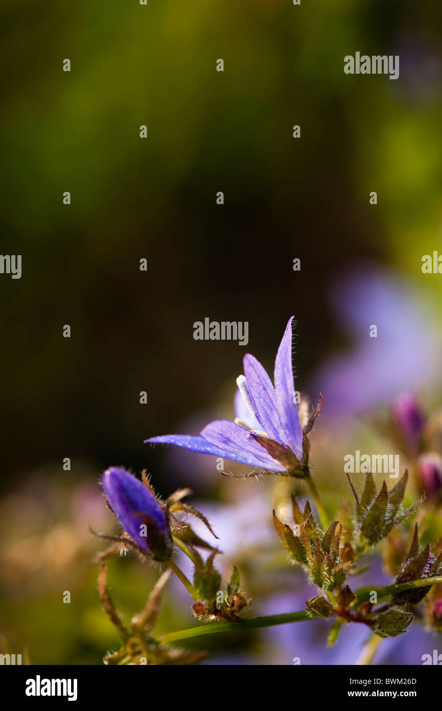 Campanula poscharskyana campanule, fuite, après les gelées a fondu Banque D'Images