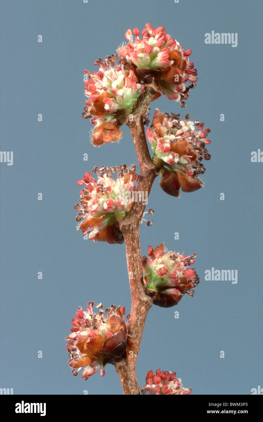 Domaine de l'orme (Ulmus minor), la floraison des rameaux, studio photo. Banque D'Images