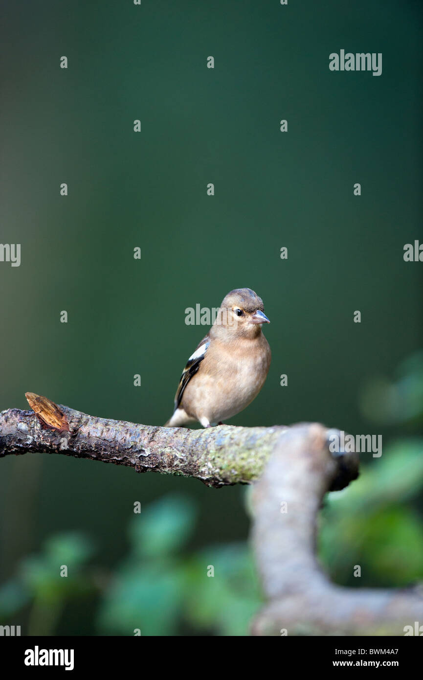Chaffinch femelle percher sur une branche d'arbre Banque D'Images