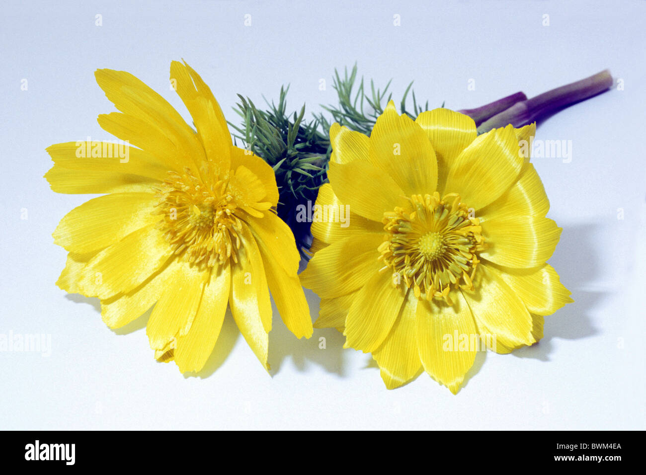 Adonis de printemps, jaune Pheasant's Eye (Adonis vernalis), fleurs, studio photo. Banque D'Images