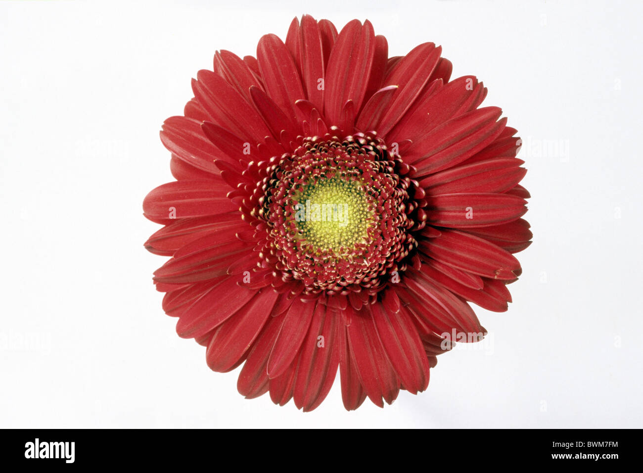 Gerbera Gerbera (hybride), fleur rouge, studio photo. Banque D'Images