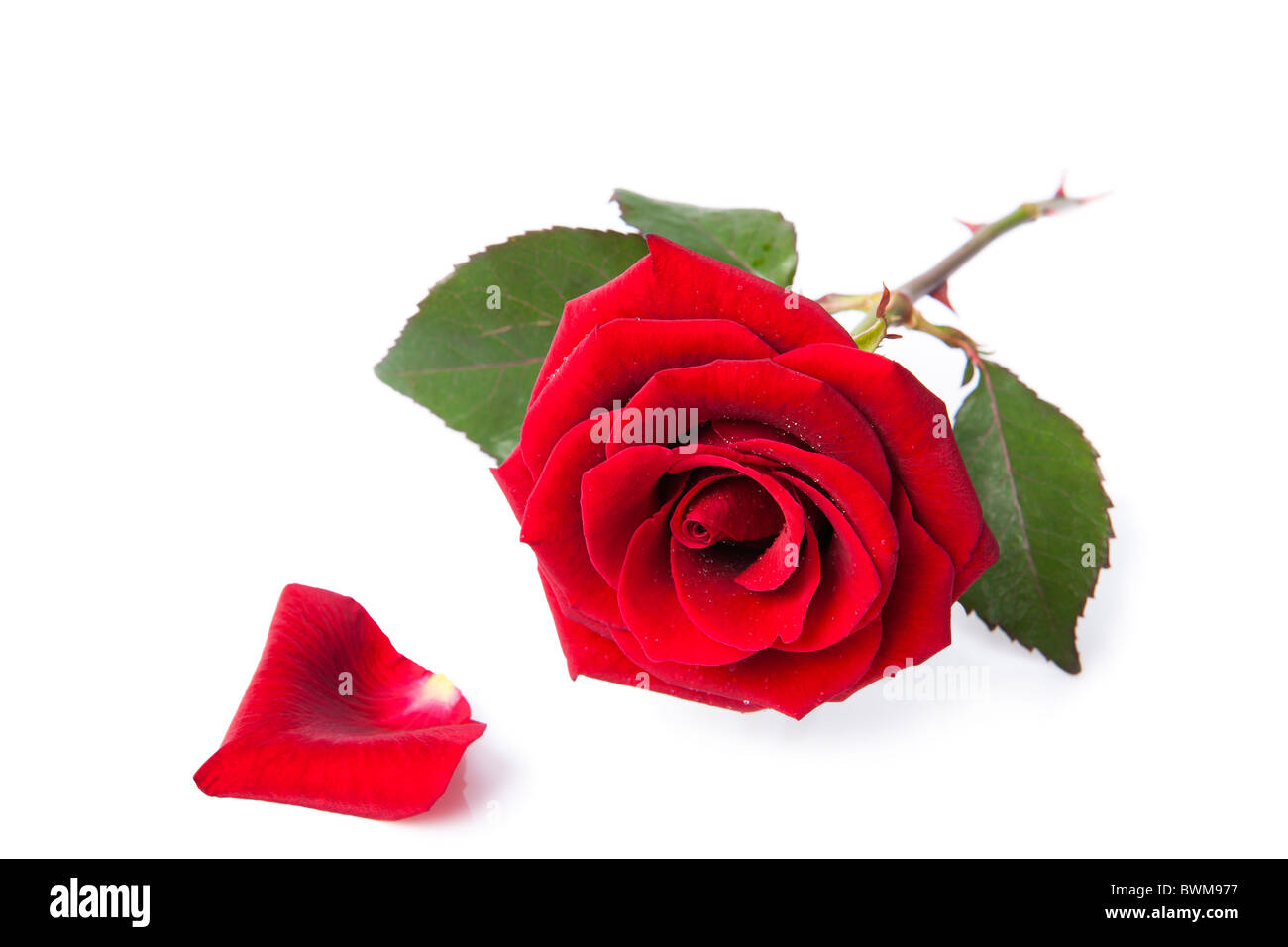 Rose rouge et des pétales Banque D'Images