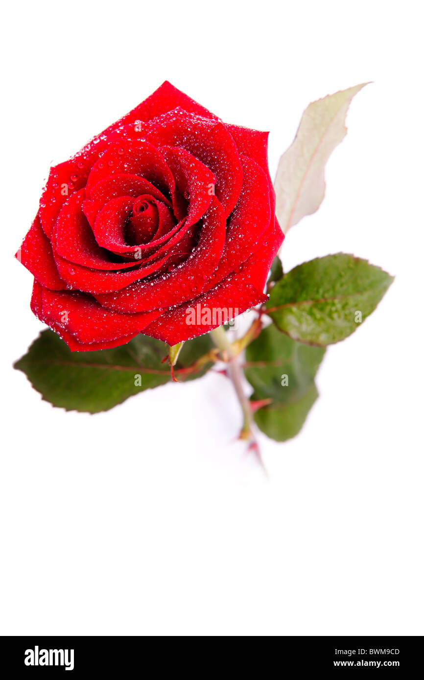 Rose rouge sur un fond blanc Banque D'Images