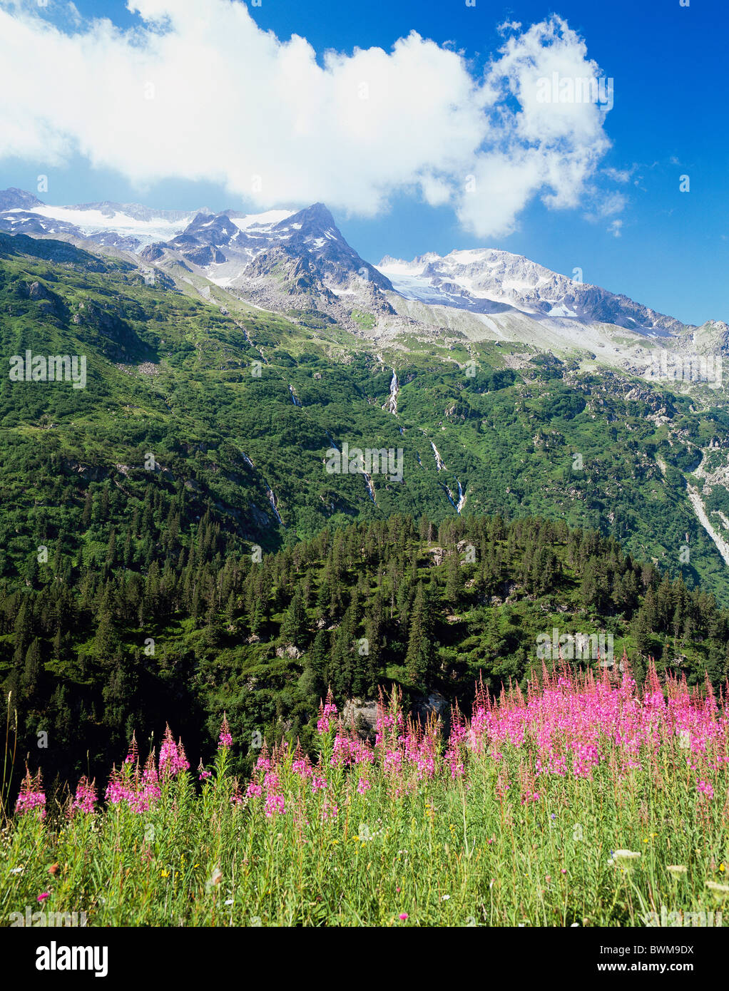 Le Canton de Berne Suisse Europe Gigistock Gadmertal Oberland Bernois Sustenpass pâturage peu rose flowers sc Banque D'Images