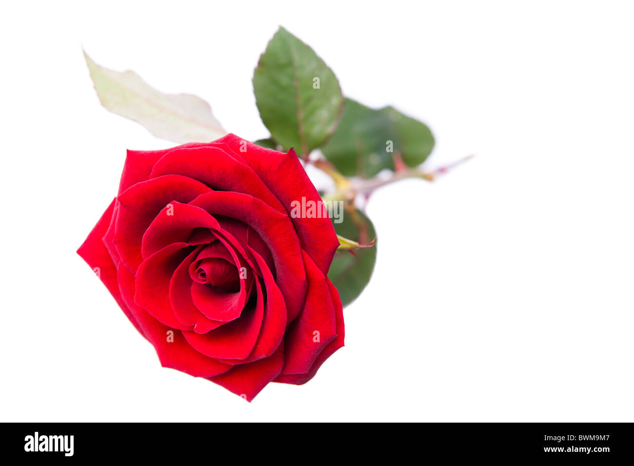 Rose rouge sur un fond blanc Banque D'Images