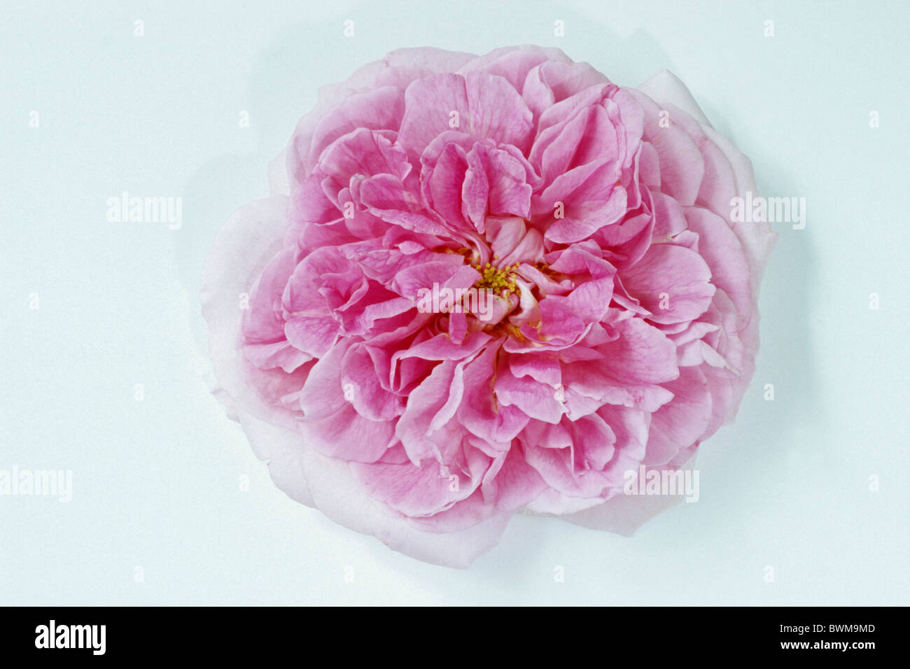 English Rose (Rosa Gertrude Jekyll), fleur, studio photo. Banque D'Images