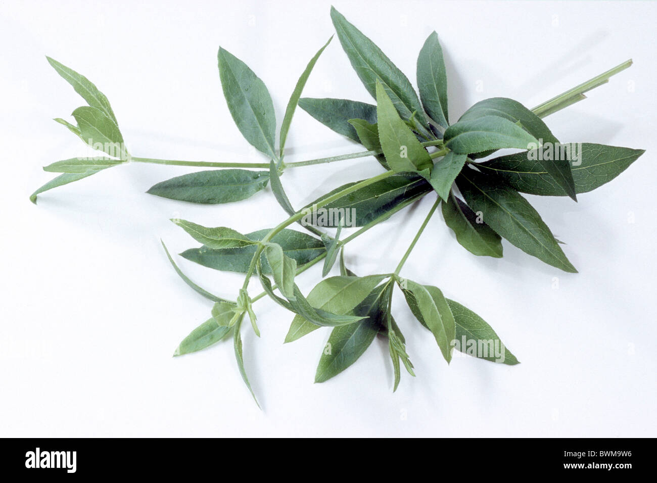 La Garance (Rubia tinctorium), des branches avec des feuilles, studio photo. Banque D'Images