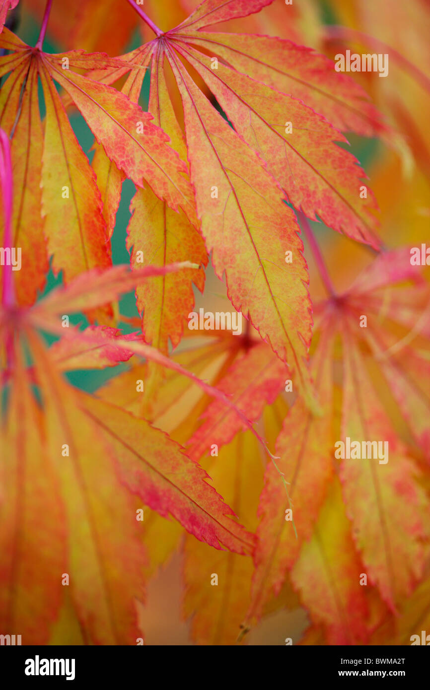 Koto no ito colorés à l'automne de l'érable japonais Jane-Ann Butler Photography JABP928 Banque D'Images