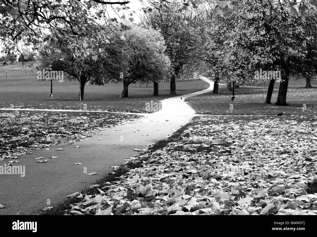 Un chemin serpentant à travers les arbres d'automne dans le parc sur Primrose Hill en monochrome Banque D'Images