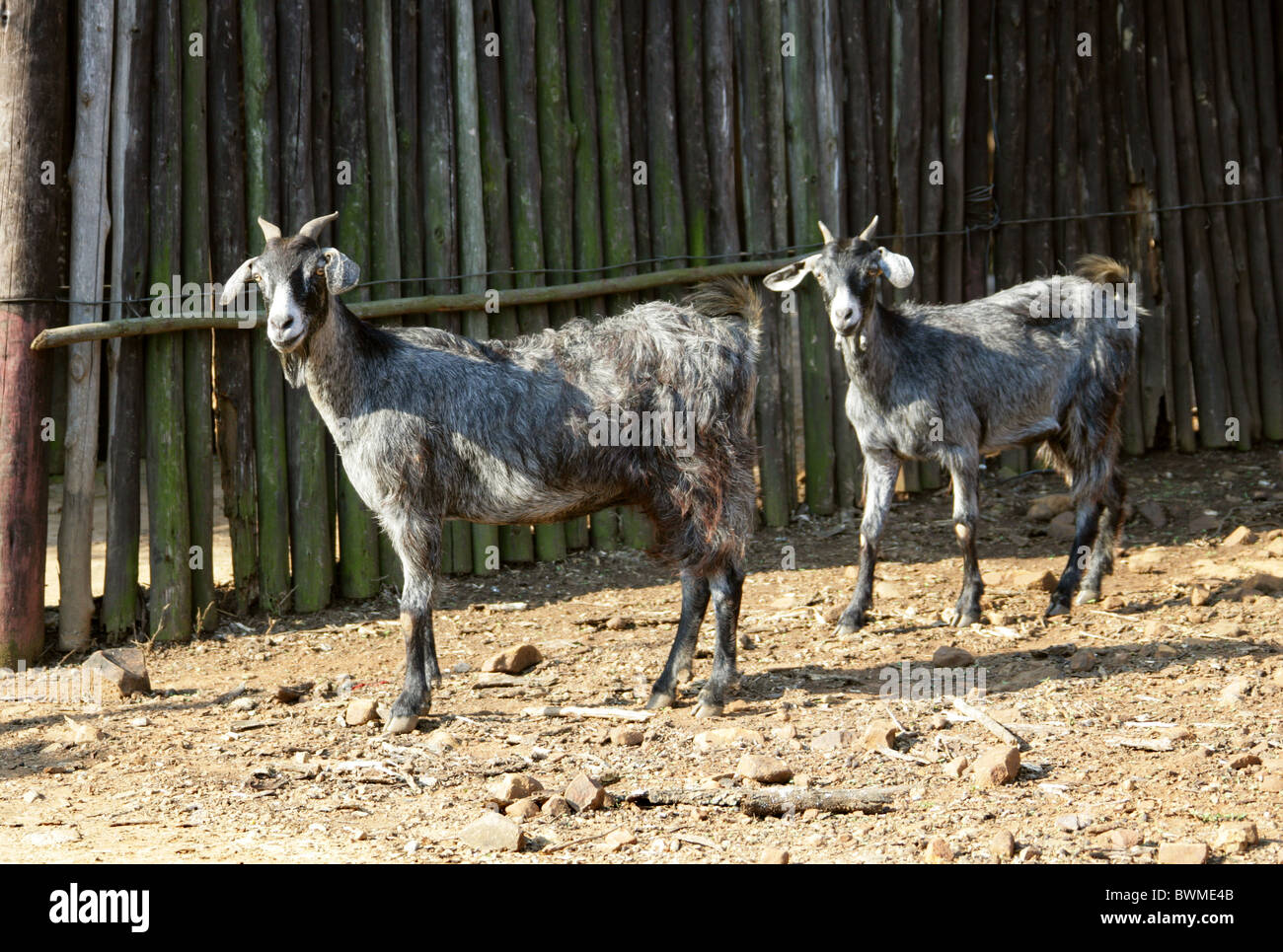 Nanny chèvres et chevreaux, Shakaland Zulu Village, Vallée Nkwalini, Kwazulu Natal, Afrique du Sud. Banque D'Images