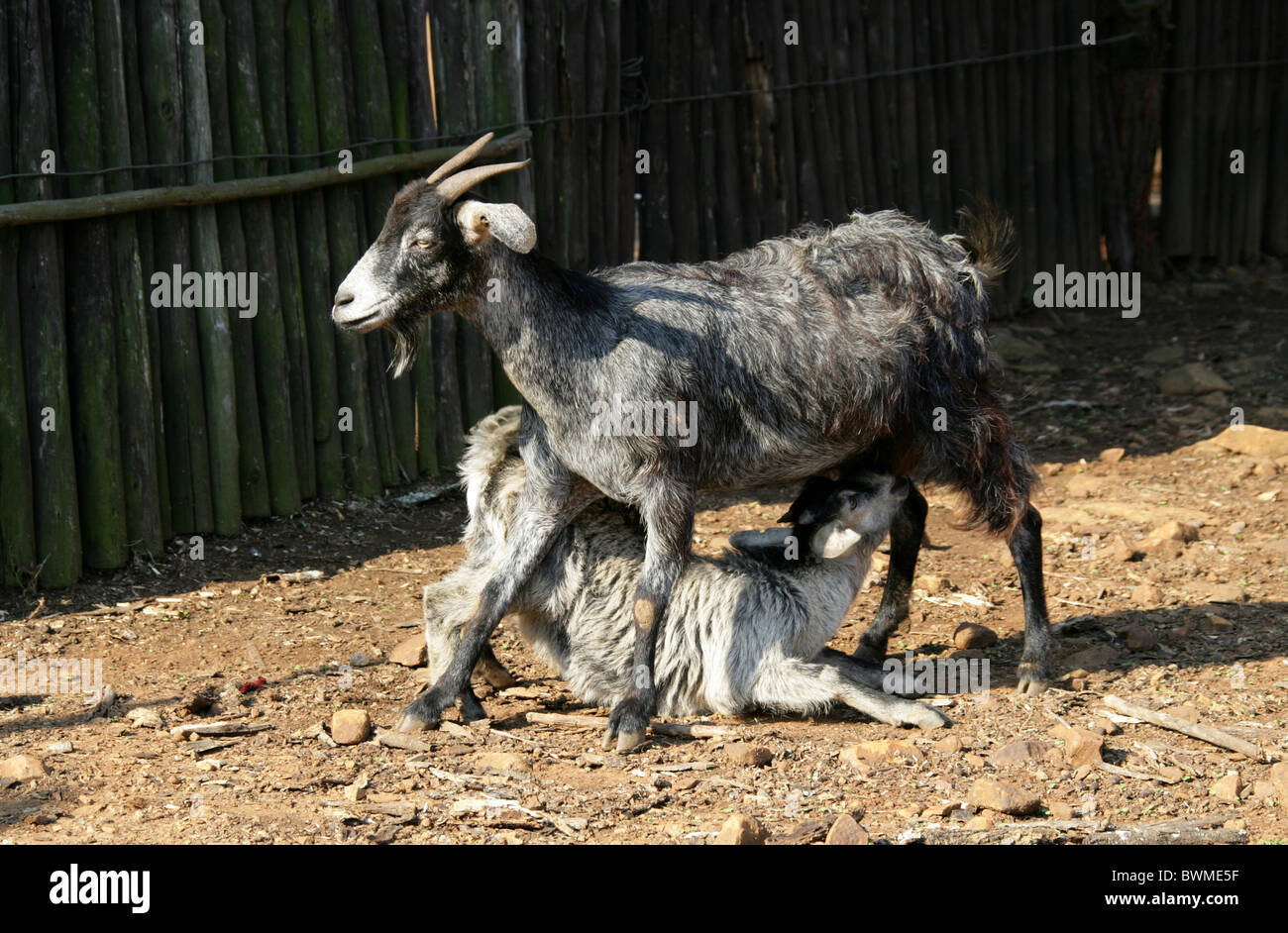 Nanny Goat Suckling Kid, Shakaland Zulu Village, Vallée Nkwalini, Kwazulu Natal, Afrique du Sud. Banque D'Images
