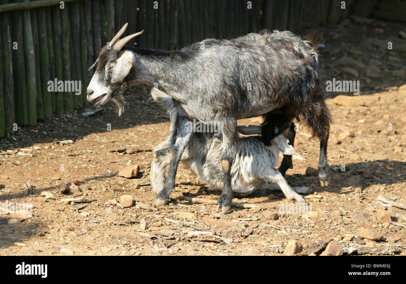 Nanny Goat Suckling Kid, Shakaland Zulu Village, Vallée Nkwalini, Kwazulu Natal, Afrique du Sud. Banque D'Images