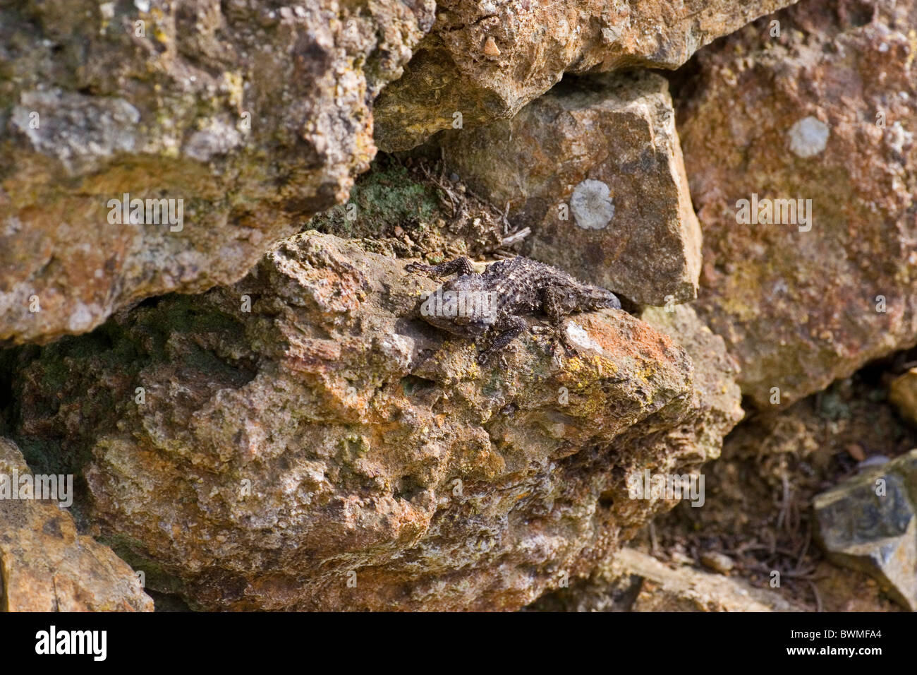 gecko de mur Banque D'Images