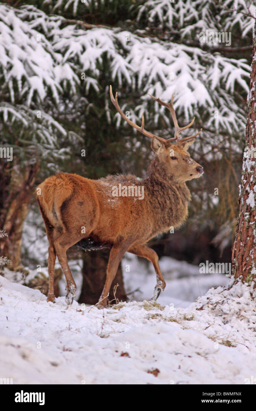 Red Deer Stag en forêt durant l'hiver Banque D'Images
