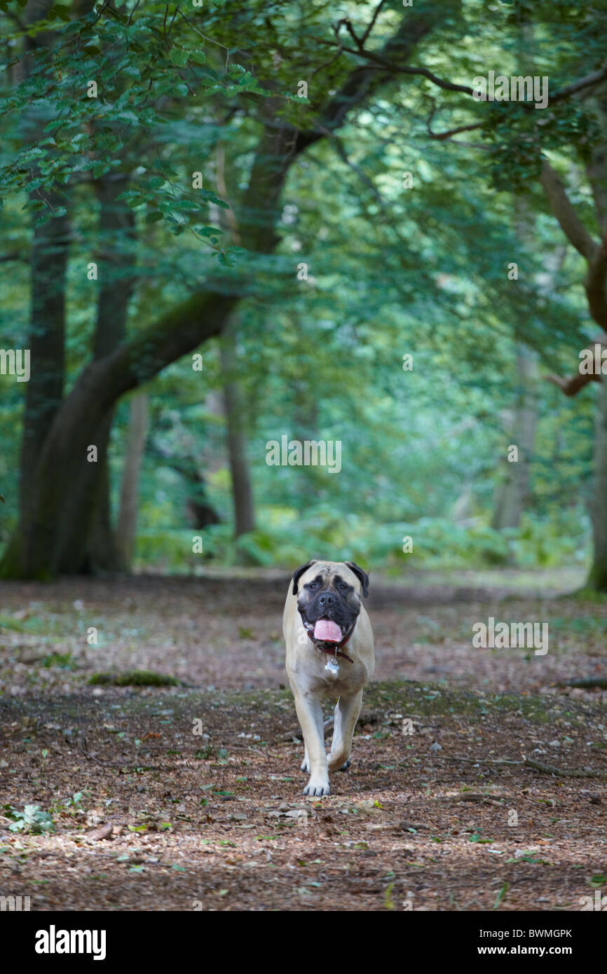 Bullmastiff chien dans woods Banque D'Images